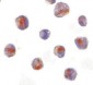 CARD8 / Cardinal / TUCAN Antibody (C-Terminus)